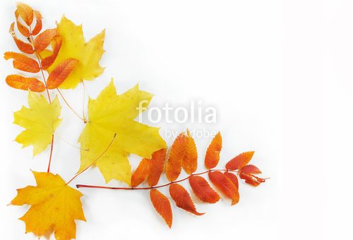Фото листочков осенних – осенние листья Фотографии, картинки, изображения и сток-фотография без роялти