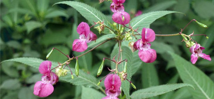 Фото растения бальзамин – дикорастущее растение с лечебными свойствами, способы медицинского применения, фото цветка, советы по посадке, выращиванию и уходу