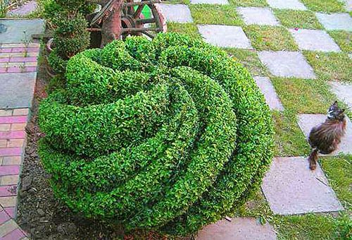 Фото самшита – размножение вечнозеленого кустарника, обрезка, посадка, уход в домашних условиях и фото