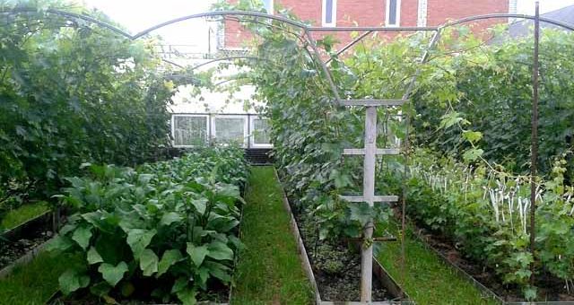 Фото шпалер – Как сделать шпалеру для винограда и огурцов своими руками: пошаговая инструкция по изготовлению