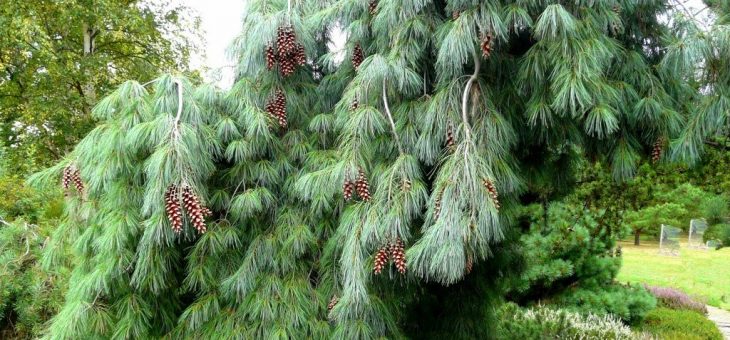 Фото сосны и фото ели – фото, описание форм, названия декоративных разновидностей, особенности выращивания сосны