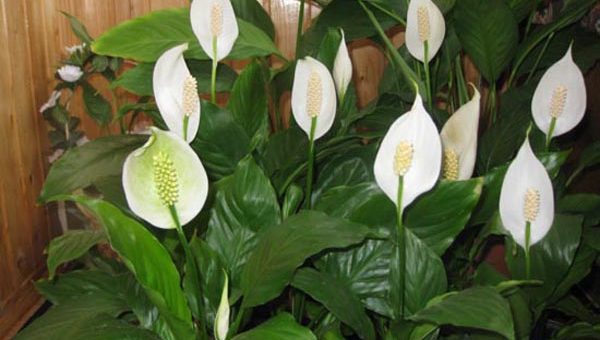 Фото спатифиллум в природе – страна происхождения или откуда он родом, где растет в природе, а также кто первый в истории обнаружил цветок «женское счастье»?
