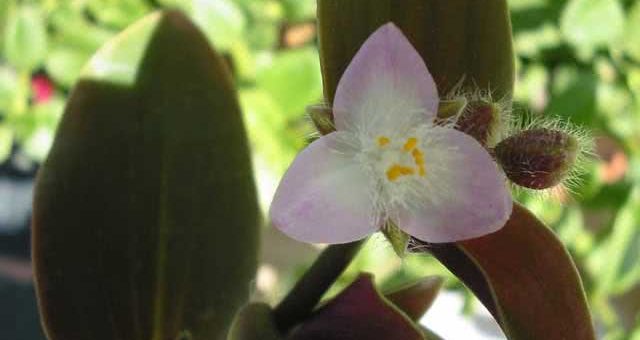 Фото традесканции – Фото Традесканции Броссфельда, белоцветковой, приречной, ладьевидной, виргинской, зебровидной и Андерсона