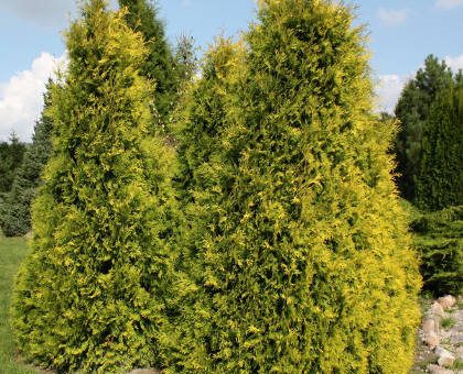 Фото туя санкист – Туя западная Санкист (Thuja occidentalis Sunkist),хвойные,кустарники,туя,купить,саженцы,посадка,уход,купить тую в интернет-магазине,туя посадка и уход,садовый центр,купить тую в отечественных и зарубежных питомниках