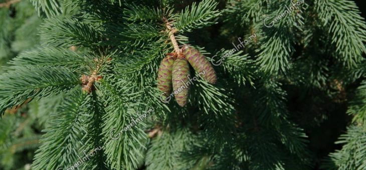 Фото хвоя – названия, фото, декоративные хвойники, ель, лиственное дерево, сосна, теплолюбивые на участке