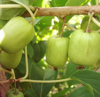 Фото ягоды актинидия