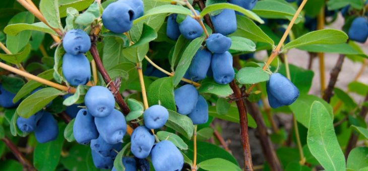 Фото жимолость ягоды – Жимолость — описание, выращивание, фото. Жимолость съедобная (Lonicera caerulea) и ее урожаи и сорта.