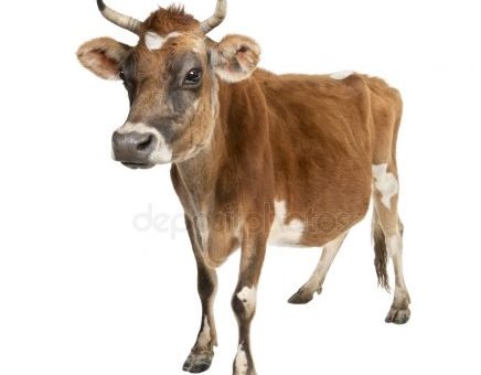 Фото животное канна – Канна антилопа. Обыкновенная антилопа канна — Стоковое фото © artnature #50904719