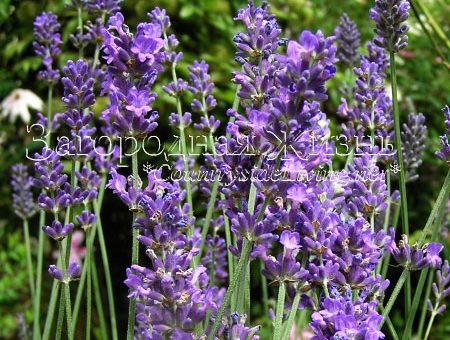 Французская лаванда – Лаванда — описание, выращивание в саду, фото. Французская лаванда (Lavandula stoechas) и уход за ней.