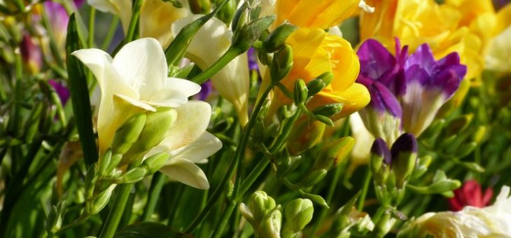 Фрезии белые фото – Фрезия – посадка и уход в открытом грунте. Выращивание фрезии в домашних условиях. Описание, виды. Фото — Flowertimes.ru