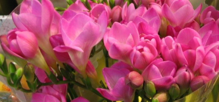 Фрезия это какой цвет