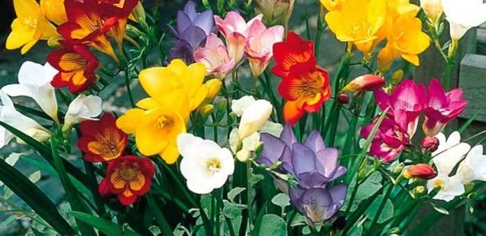 Фрезия фото посадка и уход – посадка и уход в открытом грунте, выращивание и уход в саду за цветком, фото, как вырастить махровую и гибридную фрезию