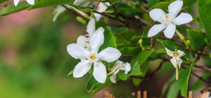 Гардения августа вариегатная – виды, уход в домашних условиях, как ухаживать за жасминовидной, почему чернеют, опадают листья