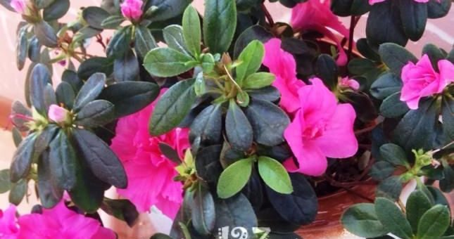 Гардения фото цветок – что это за цветок из рода пионов, чем он пахнет, какие существуют комнатные и садовые сорта с примерами на фото и как ухаживать за ней в домашних условиях?