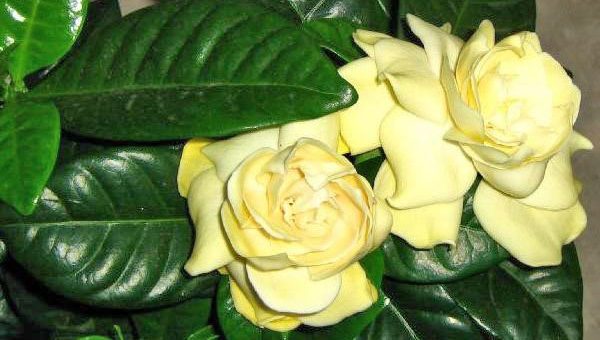 Гардения пересадка – уход. Гардения жасминовидная, как ухаживать? Цветок гардения жасминовая, комнатная. Размножение гардении, пересадка (желтеют листья), обрезка .