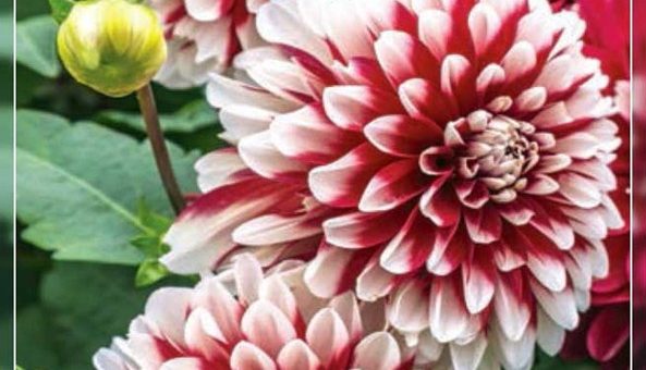 Георгин или георгинов – Букет георгинов или георгин — Очень нужны стихи о георгинах + — 22 ответа