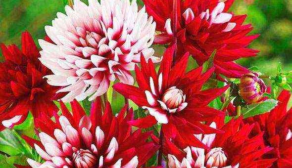 Георгина цветы фото – однолетние, многолетние, шаровидные, помпонные, игольчатые, другие виды, лучшие сорта, посадка, уход в открытом грунте, выращивание из клубней, семян, в ландшафтном дизайне