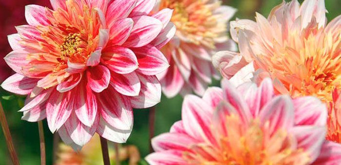 Георгина фото – фото, описание, посадка и уход в открытом грунте, размножение георгинов