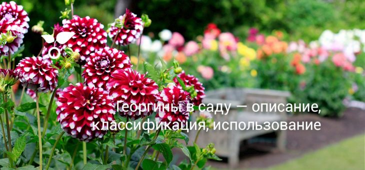Георгинов или георгин – Георгины в саду — описание, классификация, использование. Фото — Ботаничка.ru