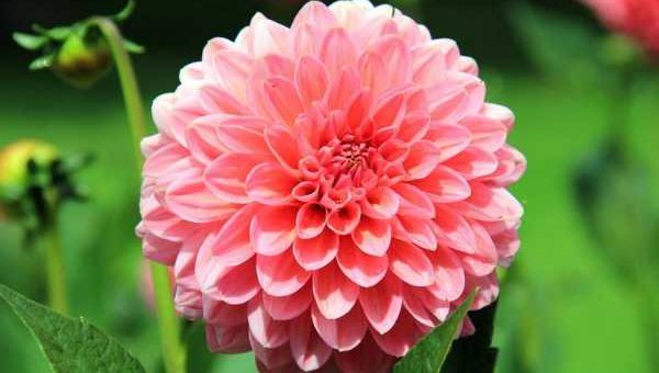 Георгины фото цветок – однолетние, многолетние, шаровидные, помпонные, игольчатые, другие виды, лучшие сорта, посадка, уход в открытом грунте, выращивание из клубней, семян, в ландшафтном дизайне