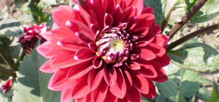 Георгины фото сорта – однолетние, многолетние, шаровидные, помпонные, игольчатые, другие виды, лучшие сорта, посадка, уход в открытом грунте, выращивание из клубней, семян, в ландшафтном дизайне