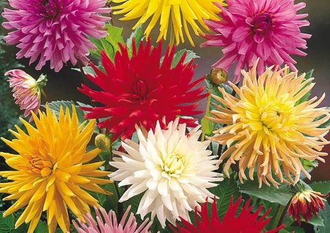 Георгины кактусовидные фото