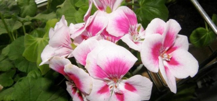 Герань ангелы фото – описание сортов «Крылья» и маленьких, зональных, похожих на анютины глазки, а также на королевский вид пеларгонии, их фото, уход в домашних условиях