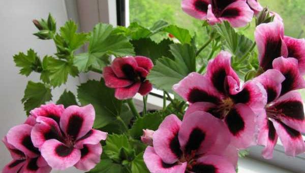 Герань описание и фото – история названия, как выглядит и цветет это растение, а также описание и фото низкорослой, синей и лечебной пеларгонии