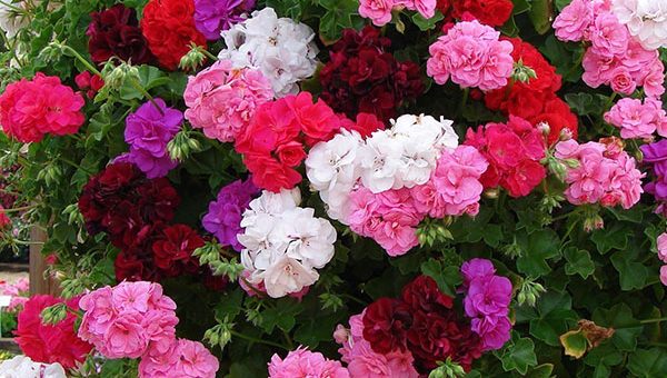 Герань уникум фото – Герань комнатная — фото видов и сортов душистой, пионовидной, розовидной, плющелистной герани с названиями и описанием, видео