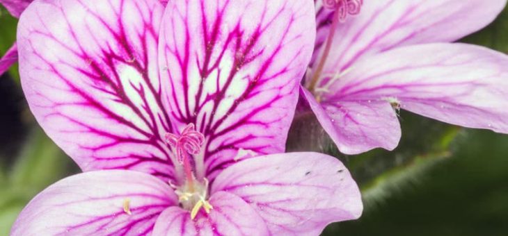 Герани фото – Фото Пеларгонии зональной, душистой, курчавой крупноцветковой, розовой и т.д.