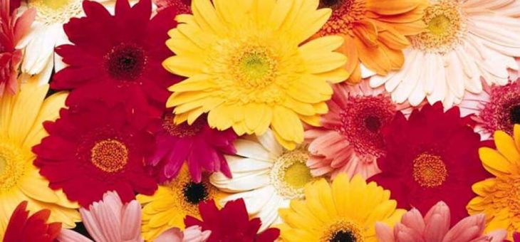Гербера растение – Герберы. Уход за цветами герберами,комнатное растение гербера, размножение, полив, уход. Цветок ргербера выращивание.