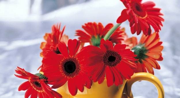 Герберы цветы – Цветы герберы — как выращивать в горшках и открытом грунте? Инструкция с фото и рекомендациями