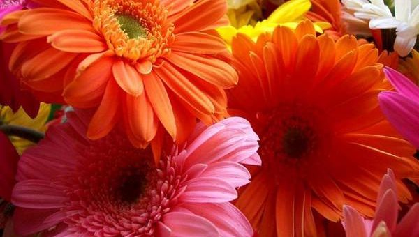 Герберы цветы картинка – Цветы герберы — как выращивать в горшках и открытом грунте? Инструкция с фото и рекомендациями