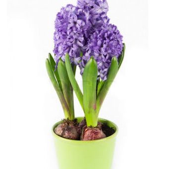 Гиацинт фото цветы – Когда сажать и выкапывать гиацинты. Обеспечиваем гиацинту правильный уход в домашних условиях, фото популярных сортов.