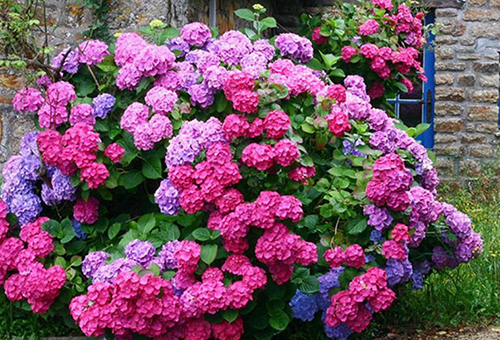 Гидрангея цветок – посадка и уход в открытом грунте, фото, сорта, размножение, выращивание и сочетание в ландшафтном дизайне