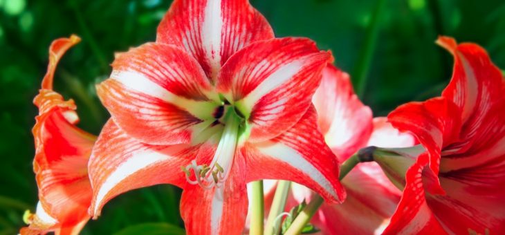 Гиппеаструм фото белый – комнатный, садовый, когда сажать махровый, каталог видов и сортов, посадка, уход, видео