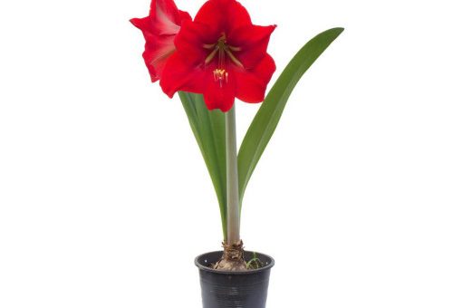 Гиппеаструм комнатное растение фото – Комнатный цветок гиппеаструм, размножение и уход в домашних условиях, почему не цветет гиппеаструм (+фото)