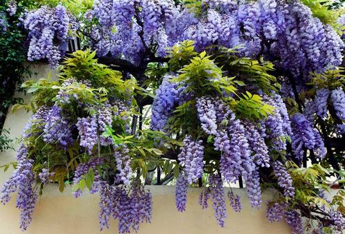 Глициния цветок – уход и выращивание в домашних условиях в средней полосе, посадка, виды, размножение (100 фото) – Кошкин Дом