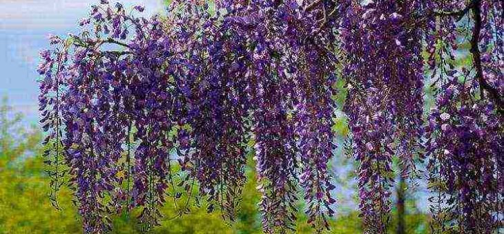 Глициния посадка и уход фото – Садовая глициния уход и выращивание в Подмосковье, популярные виды и сорта вистерии с фото, правильная посадка и обрезка для начинающих
