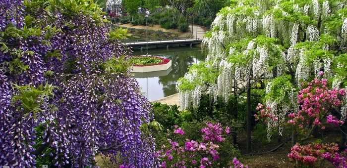 Глициния японская фото – Сад цветов Асикага или Пьянящий аромат глициний / Мировые Достопримечательности / Мировые достопримечательности. Фото достопримечательностей, идеи для путешествий. Туристический журнал.