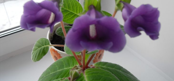 Глоксинии сорта с названиями с фото