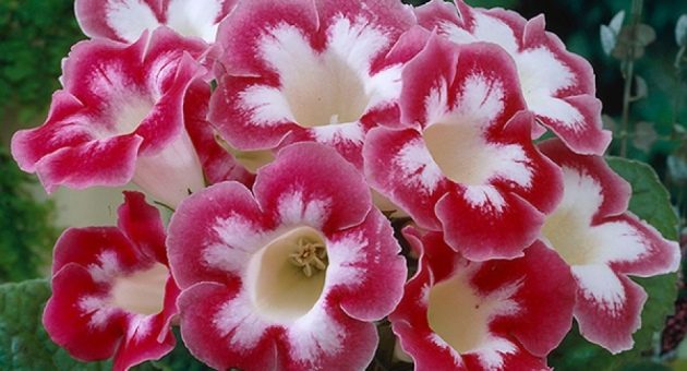 Глоксиния цветок фото комнатный – жизненный цикл, особенности посадки, условия и правила выращивания, содержание в зимний период, технология вегетативного размножения