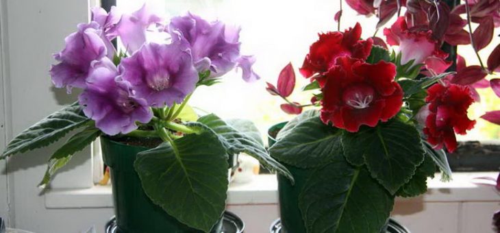 Глоксиния как выглядит – описание и фото того, как выглядит комнатное растение, названия сортов, какие на цветок цены, а также какой нужен уход этой красавице в домашних условиях