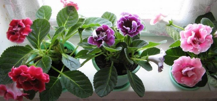 Глоксиния махровая – описание сортов с фото, выращивание из семян, черенков и частей клубня, уход в домашних условиях, возможные болезни и вредители