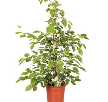 Голден моник фото фикус – Фикус бенджамина Голден Моник — купить в интернет-магазине FreshPlants.ru с доставкой по Москве, области, России