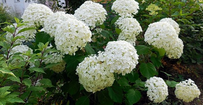 Гортензии древовидные розовые – Гортензия древовидная Пинк Аннабель или Инвизибл (Hydrangea arborescens Pink Annabelle or Invincibelle),купить гортензию,гортензия древовидная,саженцы гортензии,гортензия купить саженцы,цветущие кустарники,цветы кустарники,кустарник гортензия,гортензия по