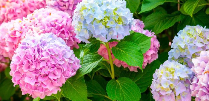 Гортензии картинка
