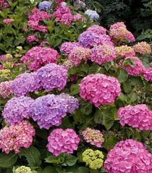 Гортензии виды и сорта – сорта и фото метельчатой и древовидной гортензии, посадка и уход в открытом грунте