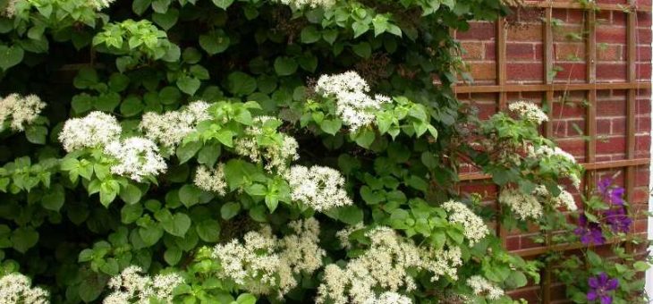 Гортензия черешковая фото