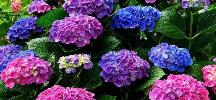 Гортензия цвет – Как изменить цвет гортензии садовой с белого на голубой, на розовый видео
